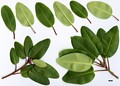 SpeciesSub: var. fargesii